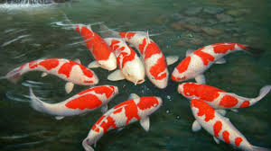 Ikan koi merupakan ikan omnivora, yang memakan segalanya, namun untuk hasil yang maksimal berikut adalah beberapa daftar makanan ikan koi. 13 Cara Memelihara Ikan Koi Di Kolam Rumah Arenahewan Com
