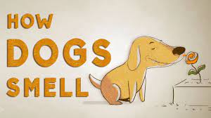 How Do Dogs See With Their Noses Alexandra Horowitz Dog Nose Dog Smells Dogs
