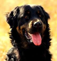 Bernese mountain dog newfoundland mix puppies. 15 Newfoundland Mixes Breeds Enormous Newfies To Nuzzle You