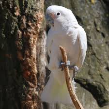 Goffin's cockatoos have a reputation for being very social and affectionate. Goffin Cockatoo
