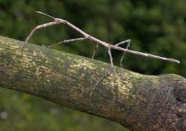 15 Amazing Camouflaged Animals Walking Stick Insect Stick Insect Insects Names