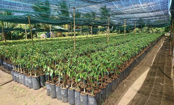 Chọn Giống Sầu Riêng Nào Để Trồng Ở Tây Nguyên