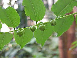 Image result for Phyllanthus omahakensis