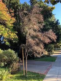 Image result for Agonis flexuosa