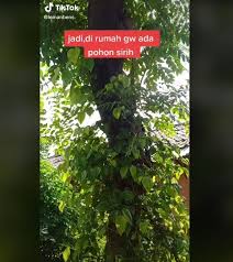 Oleh karena itu, berbagai penelitian terhadap daun sirih telah dilakukan di berbagai negara untuk membuktikan manfaat dan khasiatnya. Viral Pemuda Jual Daun Sirih Segar Di Olshop Kaget Saat Tahu Ada Yang Beli Suara Surakarta