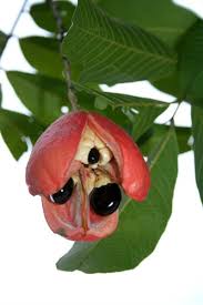 Image result for Blighia