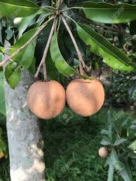 The sapodilla is one handsome tree with a ton of benefits. Manilkara Zapota Or Sapodilla Tree Produce The Fruit Stock Photo Picture And Royalty Free Image Image 94548713
