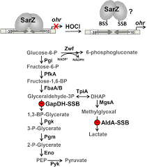 Maybe you would like to learn more about one of these? Thiol Based Redox Switches In The Major Pathogen Staphylococcus Aureus