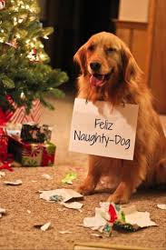 Funny Animal Pictures Of The Day 25 Pics Pet Holiday Christmas Animals Christmas Dog