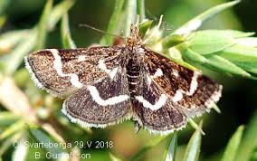 Image result for Pyrausta nigrata