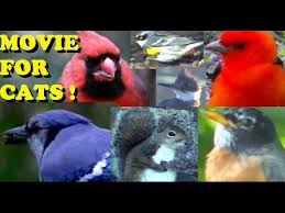 Birds For Cats To Watch Amazing Videos For Cats To Watch 2 Hours Of Birds Squirrels And Rabbits Youtube With Images Cat Gif Cats Cool Gifs