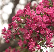 This is an excellent ornamental. Crab Apple Flowering Crabapple Flowering Crabapple Tree Crabapple Tree