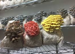 1) grabbing some spent coffee grounds from the coffee you brewed that morning. Why One Denver Couple Began Growing Mushrooms At Home