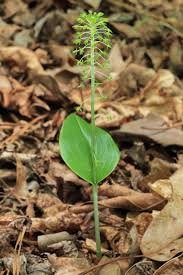 Image result for Malaxis