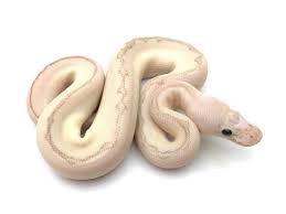 Pin On Reptiles