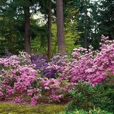 Wild Rhododendrons Garden Design Rhododendron Landscape Decor Diy Garden Design