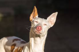 Ibizan hound for sale jeanie marshall 127 country club lane hopkinsville ky 42240 phone: 12 Breeds That Thrive In Hot Weather