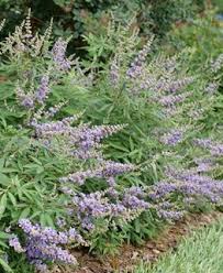 Image result for Vitex amaniensis