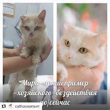 человек есть не что иное как ряд его поступков Repost Cathousemurr Get Repost Chelovek Est Ne Chto Inoe Kak Ryad Ego Postupkov Georg Repost Cathousemurr Get Repost Chelovek E Repost Cats Animals
