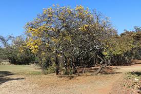 Image result for Senna singueana