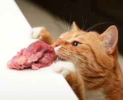 Even the vet, who was stringently cats are obligate carnivores, which means that grains, vegetarian protein, etc. Can Cats Eat Raw Meat