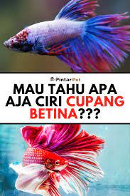 Ciri Ciri Ikan Cupang Betina