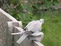 Collared Doves Mating Youtube
