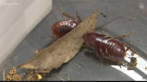 Agent:quinn erby a 2182 moutpelier ave, macon, ga 31208 (physical). House Of Horrors How To Prevent An Insect Infestation In Your Own Home 13wmaz Com