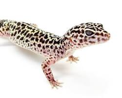 Image of Leopard Gecko