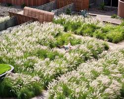 Stunning Mass Planting Tall Grasses As Turf Substitute Bench Snuggled Into Meadow Landscape Design Landscape Design Garden Design Pictures Roof Landscape