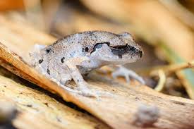 Image result for Salacia leptoclada