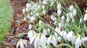 Galanthus (from ancient greek γάλα, + ἄνθος ), or snowdrop, is a small genus of approximately 20 species of bulbous perennial herbaceous plants in the family amaryllidaceae. Covid 19 Dartmoor Snowdrop Festival Goes Online Bbc News