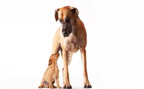 1,493 likes · 2 talking about this · 3 were here. Great Dane Puppies Colorado