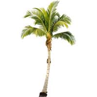 Polish your personal project or design with these palm tree transparent png images, make it even more personalized and more attractive. Download Palm Tree Free Png Photo Images And Clipart Freepngimg