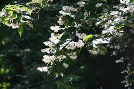 Image result for Deutzia scabra