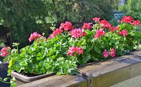 Wenn Ein Bewohner Einer Mietwohnung Balkonkasten Anbringt Kann Das Zu Arger Mit Den Nachbarn Fuhren Weil Pflanzenteile H Pflanzen Balkon Pflanzen Bepflanzung