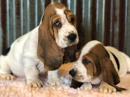Raised with tender love and care. Basset Hounds Of Texas