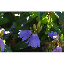 Image result for Sclerochiton