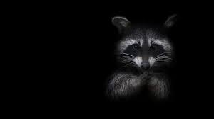 Papeis De Parede Raccoon Fundo Preto 1920x1080 Full Hd 2k Imagem White lighthouse on top of gray concrete dock during daytime. papeis de parede raccoon fundo preto