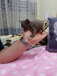 Home of sphynx, elf and bambino. Sphynx Cats For Sale Texas City Tx 272748 Petzlover