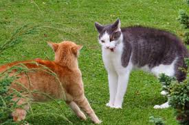 You don't want to get in the middle of two fighting cats, so try to distract them instead, with a loud noise or sudden movement to break their concentration on their fight. Why Do Cats Fight 8 Reasons For This Behavior Excited Cats