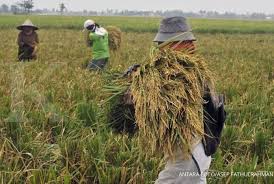 Loker terbaru ngawi online offline. Petani Ngawi Berhasil Tingkatkan Hasil Panen Di Tengah Pandemi