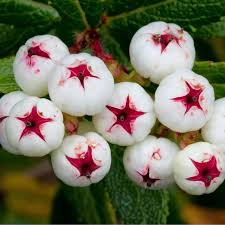Find and save images from the yummy ¦) collection by tris9669 (tris9669) on we heart it, your everyday app to get lost in what you love. Tasmanian Snow Berry Seeds Delicious Fruits Cena 1 35