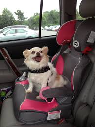 Bella The Chihuahua Loves Her Rides In The Car And Has Adopted Her Own Car Seat Dogs Dog Love Puppies