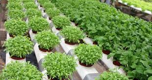 Keuntungan bercocok tanam di rumah bisa ambil tanaman segar untuk langsung dimasak, salah satunya daun bawang ini aku campur dengan sop, tempe mendoan dan ke masakan lainnya. Ketahui 5 Keuntungan Berkebun Di Rumah Pak Tani Digital