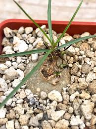 Image result for Brachystelma