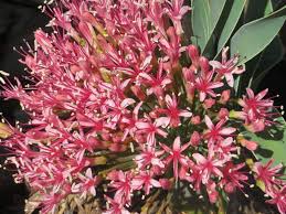 Image result for Ammocharis