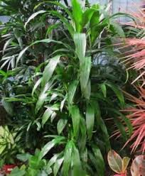 Often grown as a small indoor tree, the corn plant (dracaena fragrans) likes low light conditions with filtered or indirect light providing the best environment. Dracaenas The Dragons And The Corn Dave S Garden