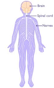 Central nervous system comprehension questions; About Acute Flaccid Myelitis Afm Cdc