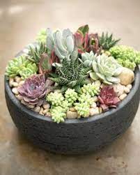 What are the shipping options for extra large plant pots? 250 Best Large Succulent Planters Indoor Ideas In 2021 Succulents Succulents In Containers Planting Succulents